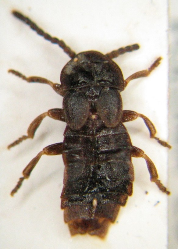 Phosphaenus hemipterus.jpg