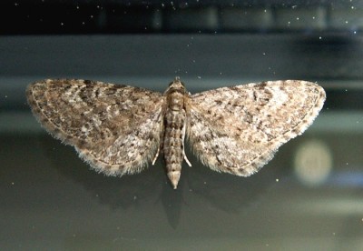 PICT2626a Eupithecia vulgata  14.5.11 Gdy-Chw CF34.JPG