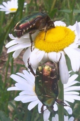 1.Cetonia aurata?