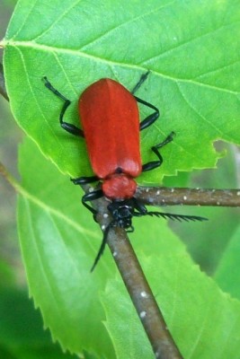 8.Schizotus pectinicornis