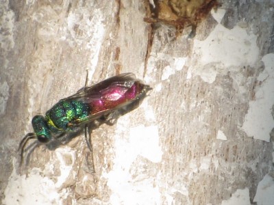 Chrysis sp., 22-05-2011