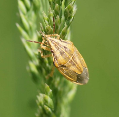 Aelia acuminata