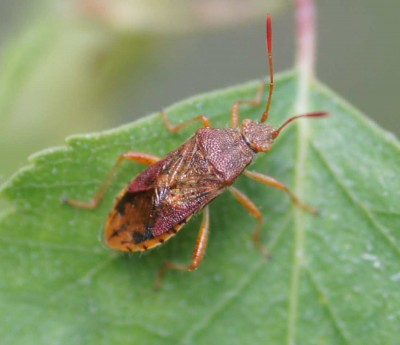 Rhopalus maculatus