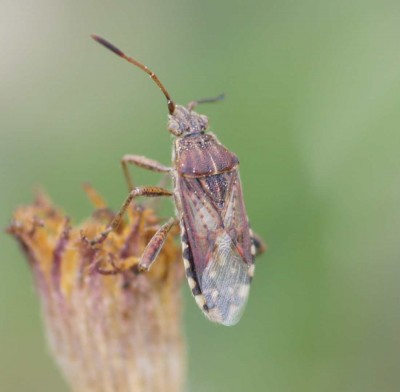 Stictopleurus abutilon albo pictus