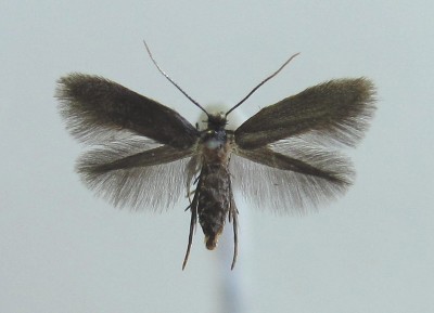 Emmetia heinemanni.jpg