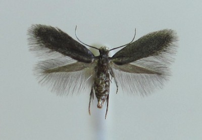 Emmetia gaunacella.jpg