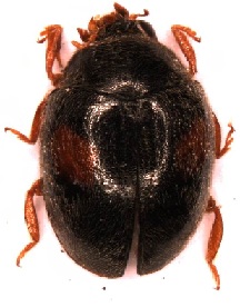 scymnus sp..jpg