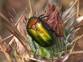 Protaetia cuprea ignicollis (Gory et Percheron,1833) - Liban Południowy, 03.05.2004.