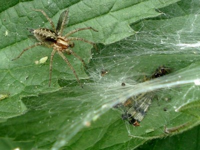 1. - Panorpa sp. & Agelena sp..JPG