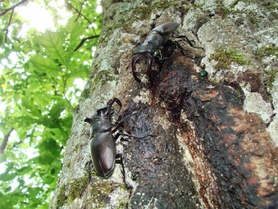 L. cervus 19.06.2011.3.jpg