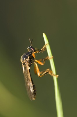 1. Dioctria hyalipennis???