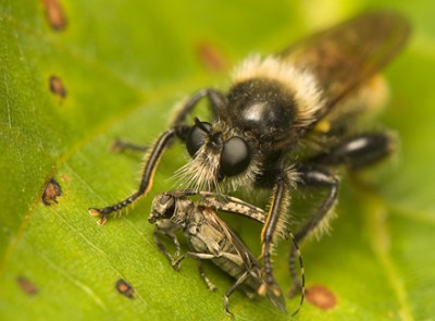 2. Przepraszam, za zdjęcie, tylko to udało mi się zrobić.... Asilidae???