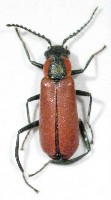 coleoptera 10.jpg