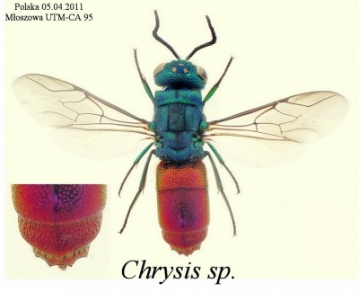 Chrysis sp..JPG