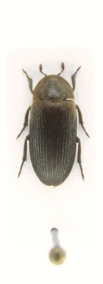 Dermestes bicolor.JPG