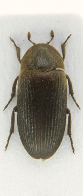 Dermestes bicolor 1.JPG