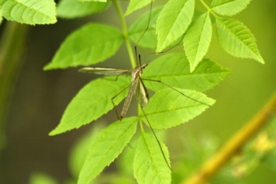 Tipula paludosa 05162011.jpg