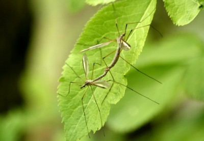 Tipula paludosa kop. 05182011.jpg