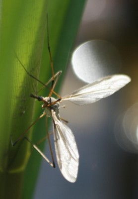 Tipula paludosa samica 05102011 (1).jpg