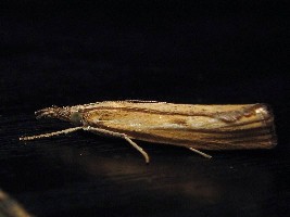 Agriphila tristella?<br />Cichowo (woj. wielkopolskie), w pobliżu lasu i jeziora