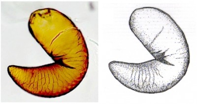 spermatheca.jpg