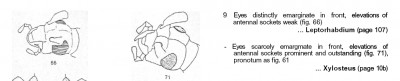 xylosteus_leptorrhabdium_bense.jpg