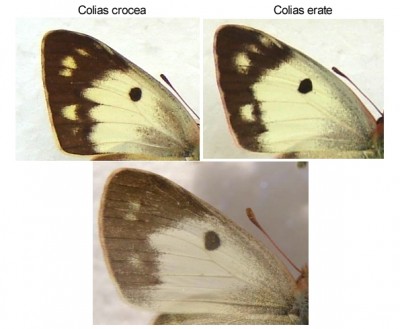 Colias sp.JPG