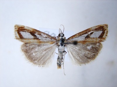 Catoptria sp..JPG