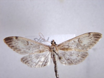 Perinephela sp..JPG