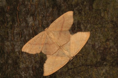 Cyclophora linearia 24.VII.2011.jpeg