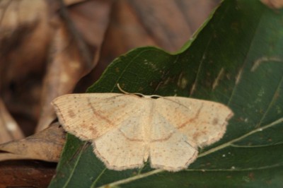 Cyclophora punctaria 24.VII.2011.jpeg