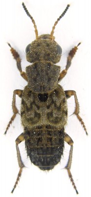 5. Ontholestes tessellatus.JPG