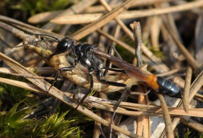 1 Ammophila pubescens.JPG