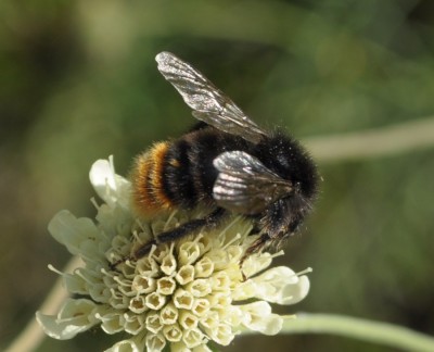 3 Bombus lapidarius.JPG