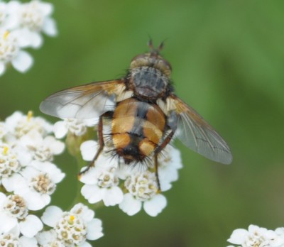 6 Tachina fera.JPG