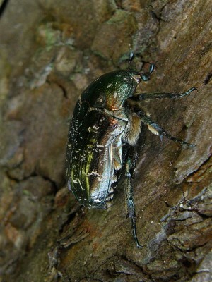 Netocia (Liocola) lugubris.JPG