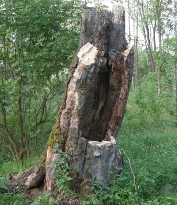 tak wygląda siedlisko.JPG