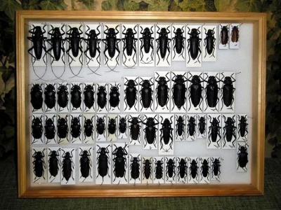 Niektóre większe Cerambycidae: Prioninae i Cerambycinae.
