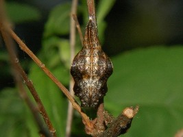 N. rivularis - poczwarka, Podkarpacie, 1.06.2007.