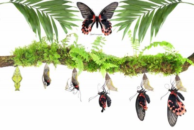 Papilio rumanzovia-1.jpg