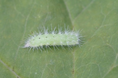 Pterophorus pentadactyla1.jpeg