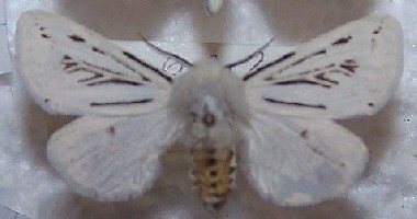 Spilosoma lubricipeda.jpg