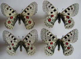 Parnassius tianschanicus olympius<br />Parnassius tianschanicus minor <br />Parnassius tianschanicus superbus <br />Parnassius tianschanicus tianschanicus