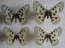 Parnassius nomion nomion <br />Parnassius nomion mandschuriae<br />Parnassius nomion theagenes<br />Parnassius nomion aurora