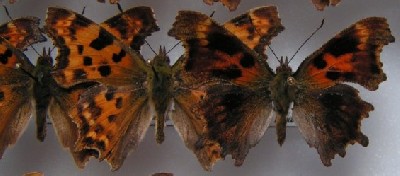 Polygonia.JPG