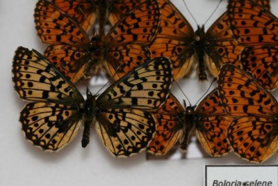 Boloria selene.jpg