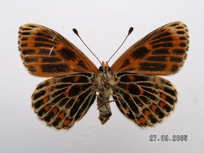 Melitaea trivia rub 5