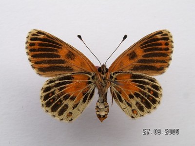 Melitaea trivia rub 4