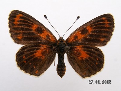 Melitaea trivia lĂ­c 4