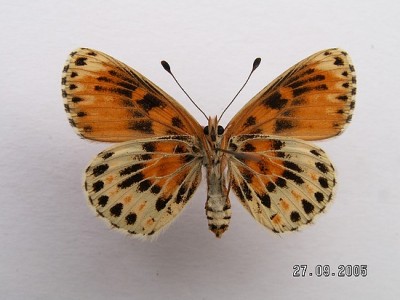 Melitaea trivia rub 3